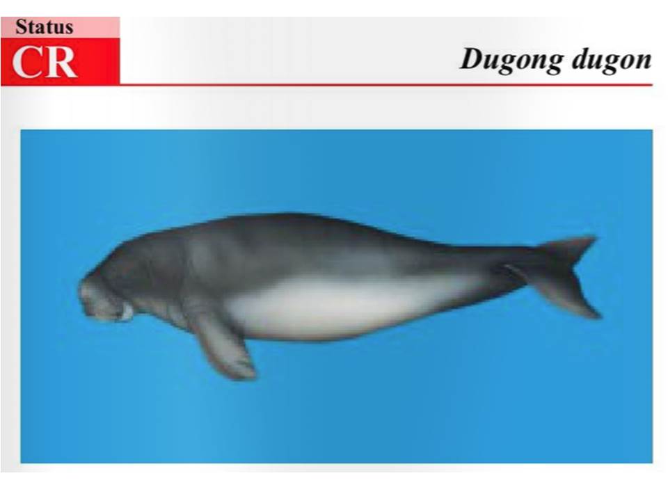 dugong dugon