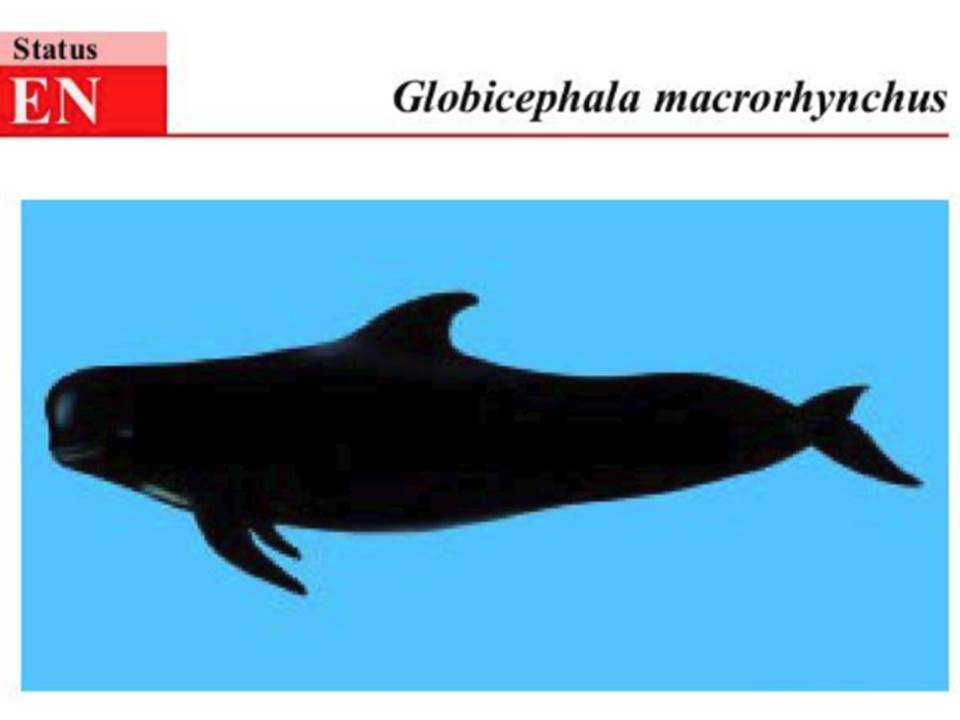 macrorhynchus