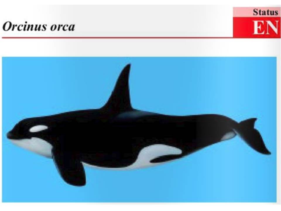 orca