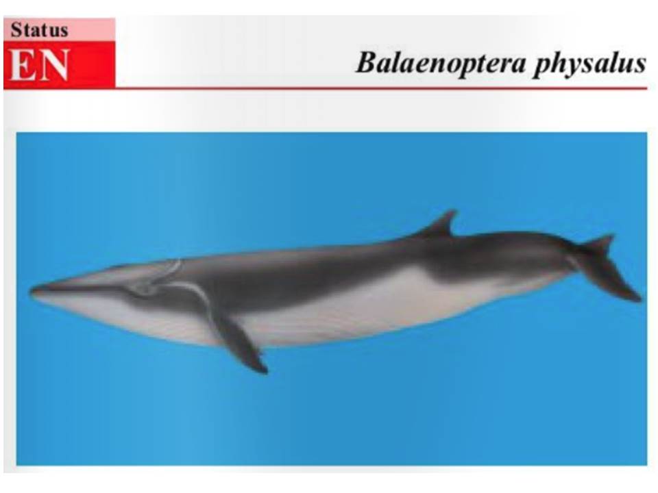 physalus