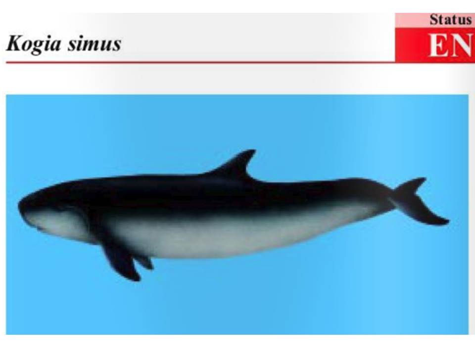 simus